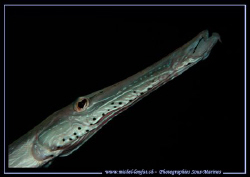 Close up of a Trumpet-Fish... :O)... by Michel Lonfat 
